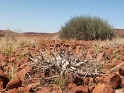 vegetation_damaraland