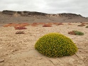 vegetation_skeleton_coast