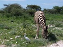 zebre_etosha_01