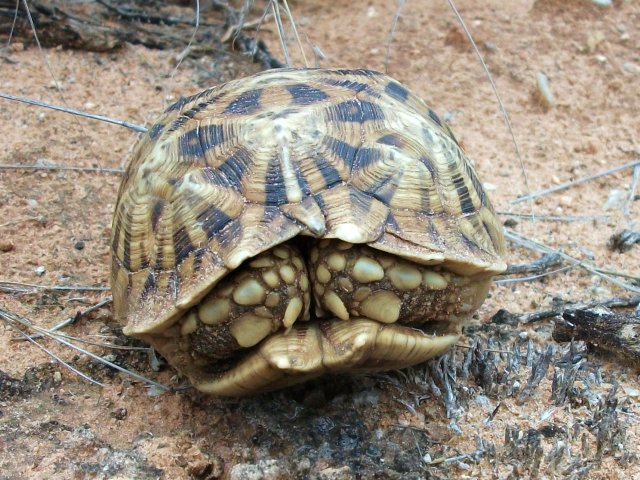 tortue_RSA.jpg - Une tortue plutôt timide (RSA)