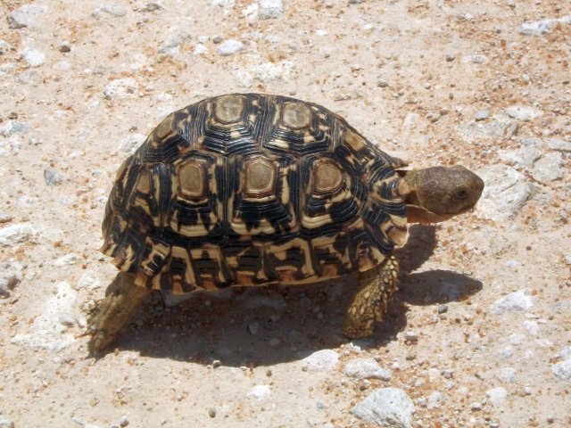 tortue_region_tsumeb.jpg - Tortue près de Tsumeb (Namibie)