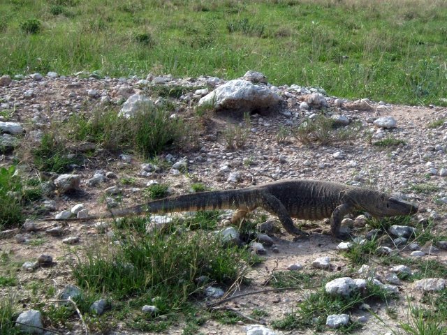 varan_etosha.jpg - Varan (Rock Monitor) dans le Parc d'Etosha (Namibie)