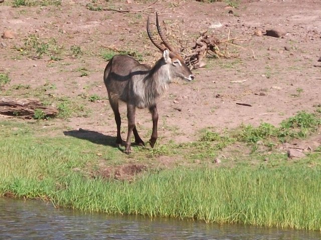 waterbuck_chobe.jpg - Cobe à croissants (waterbuck) Parc de Chobe (Botswana)