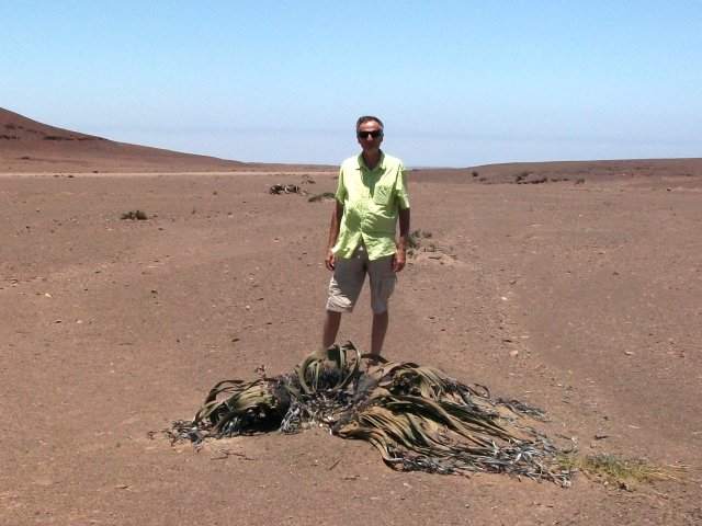 welwitschia_damaraland.jpg - Welwitschia mirabilis au Damaraland (Namibie)