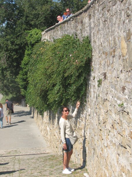 Capriers_a_Piran.jpg - Câ¢priers dans un vieux mur à  Piran