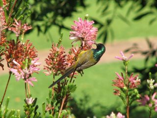 Nectarivore à Kirstenbosch