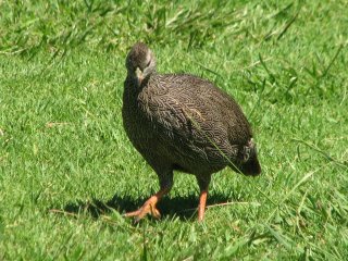 Francolin à Kirstenbosch