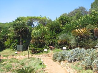 Cycas à Kirstenbosch