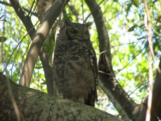 Hibou à Kirstenbosch