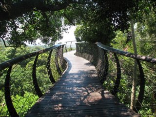 Passerelle Boomslang à Kirstenbosch