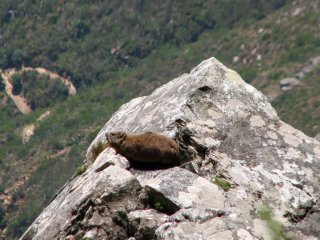 Daman du Cap dans Platteklip Gorge