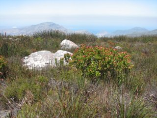 Fynbos sur Table Mountain