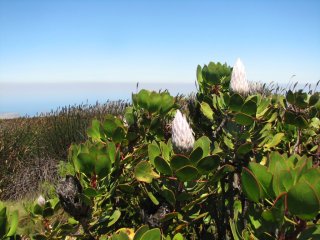 Protea sur Table Mountain