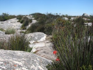 Fynboss sur Table Mountain