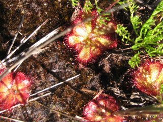 Drosera sur Table Mountain