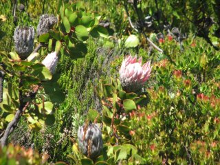 Protea sur Table Mountain