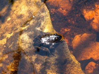 Grenouille sur Table Mountain