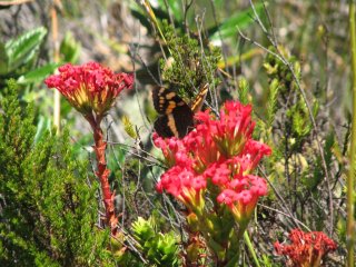 Aeropetes tulbaghia sur Crassula coccinea