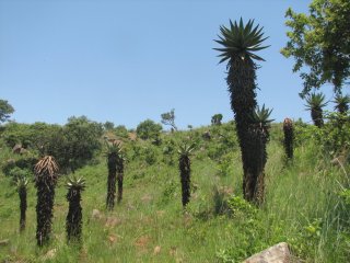 Aloès à Mlilwane