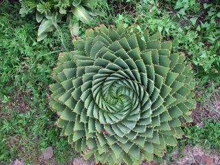 Aloès spiralé enroulé à droite