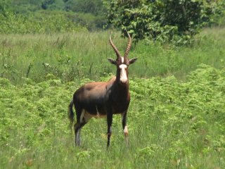 Blesbok à Mlilwane