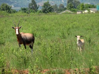 Blesboks à Mlilwane