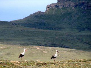 Cigognes à Sani Top