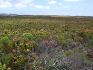 Fynbos sur la Péninsule du Cap