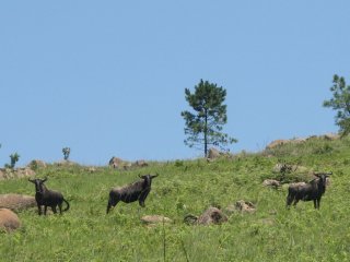 Gnous à Mlilwane