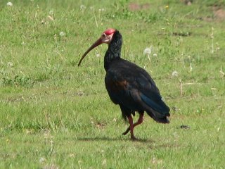 Ibis du Cap à Semonkong