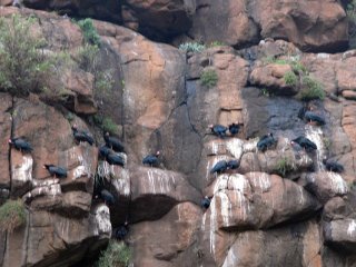 Ibis du Cap à Semonkong