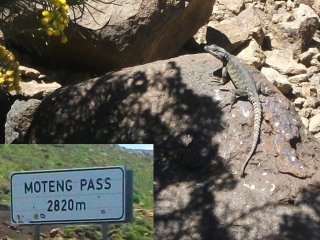 Lézard des montagnes (2820 m)