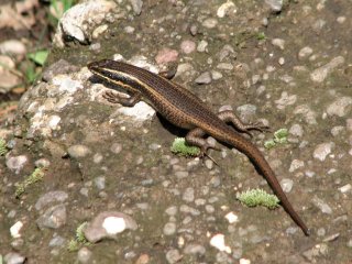 Lézard à Semonkong