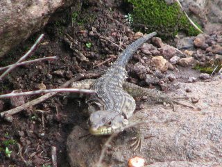 Lézard à Semonkong