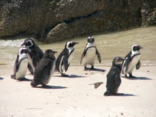 Manchots Africains à Boulders Beach