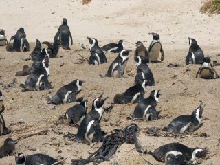 Manchots Africains à Boulders Beach