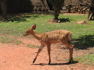 Nyala (femelle) à Mlilwane