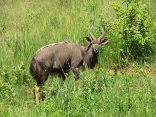 Nyala (mâle) à Mlilwane