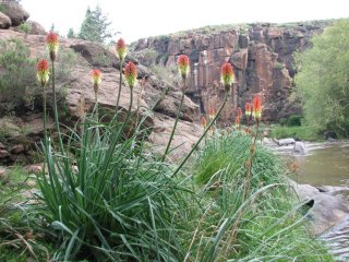 Kniphofia caulescens (Poker du Lesotho)