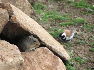 Rongeur (Otomys sloggetti) et moineau mélanure (Passer melanurus) à Sani Top