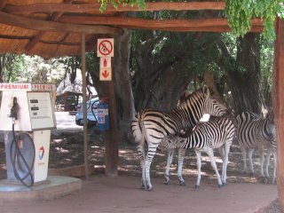 Zèbres à Mlilwane