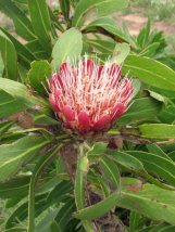 Fleur de Protea près du Canyon