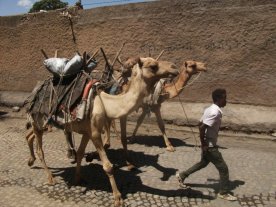 Les dromadaires servent comme animaux de bât.