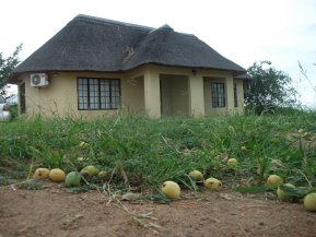 Les fruits de marula (Sclerocarya birrea) tombent au sol. On en fait une boisson alcoolisée, artisanale ou industrielle. Certains animaux apprécient les fruits fermentés.