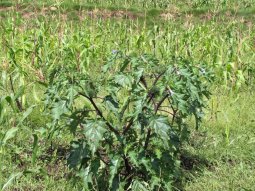 Autres plantes cosmopolites, le genre Datura.