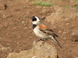 Ce moineau (Passer melanurus), appelé parfois Moineau du Cap, habite presque toute l'Afrique Australe. Ici à Semonkong.