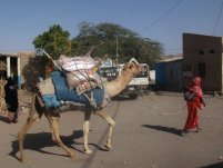 Animal de bât : dromadaire à Guelile