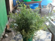 Bouquet de rue (Ruta graveolens) pour aromatiser le café