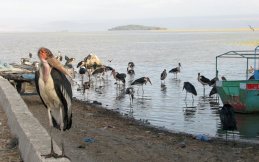 Oiseaux (Lac Ziway)