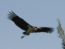 Marabout d'Afrique (Leptoptilos crumenifer)